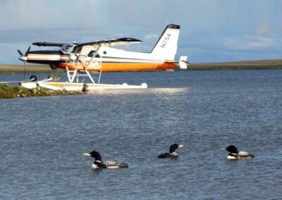 N754 tied ashore with Yellow-billed Loons in foreground, 2009. Photo: Ed Mallek, USFWS