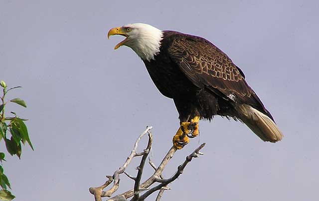 Bald Eagle