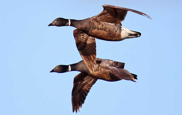 Black Brant geese