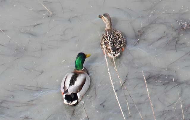 Mallards