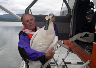 Rod Drewien with Trumpeter Swan captured by net off the floats of N754. Photo: USFWS