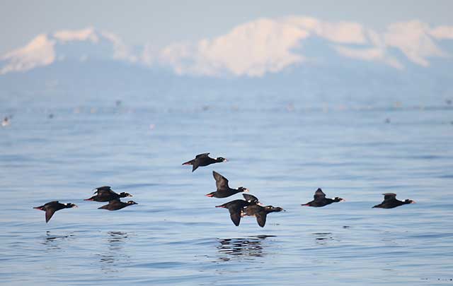 Surf Scoters