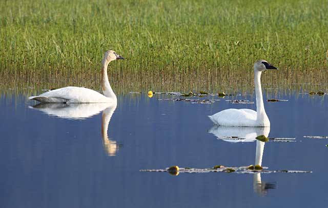 Trumpeter Swans