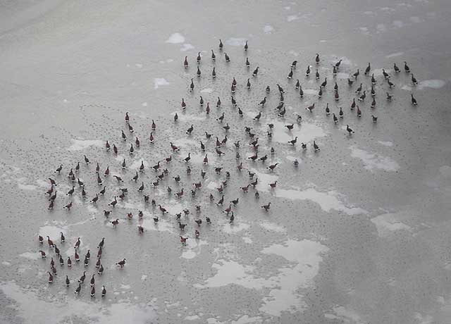 About Aerial Waterfowl Surveys - Counting CAGOs