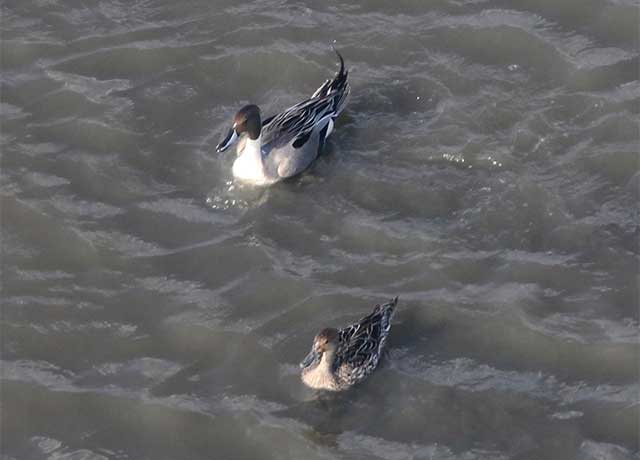 About Aerial Waterfowl Surveys - Identification photo NOPI